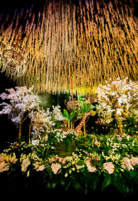 Annie&acute;s Wonderland 