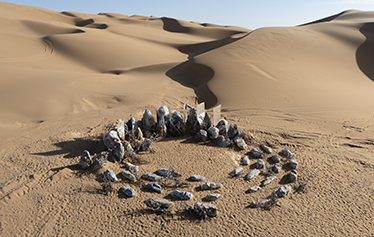 沙漠野奢美学婚礼