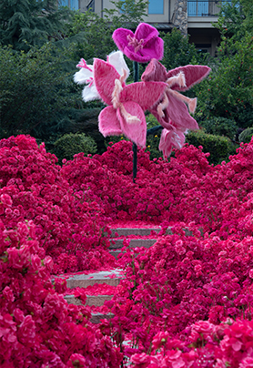 肯尼亚玫红色求婚