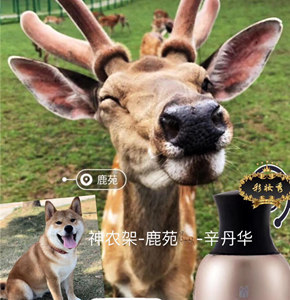 辛老师神龙架工作周